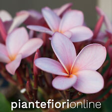 Plumeria ROSA CONFETTO Cutting & Plant - pomelia rosa profumata frangipani