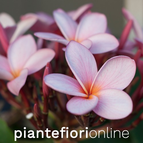 Plumeria rosa confetto cutting - plumeria,