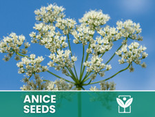 Anice Verde – 100 Semi –