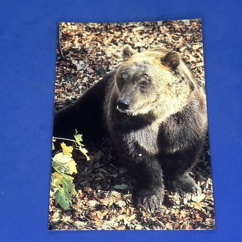 Fauna del parco nazionale - fauna,