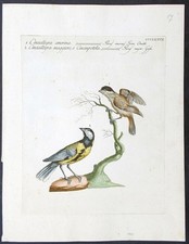 Stampa antica cinciallegra