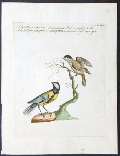 Stampa antica cinciallegra