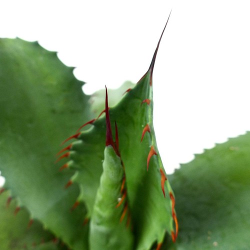 Agave ovatifolia - agave,