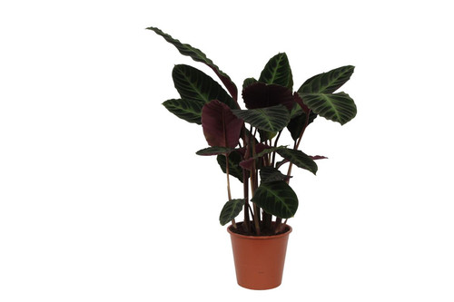 Pianta appartamento con - pianta,