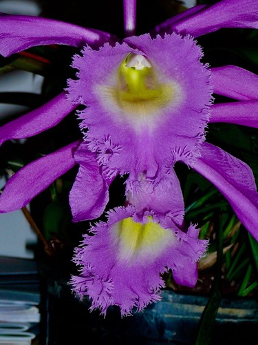 Cattleya fucsia hairy - cattleya, ´