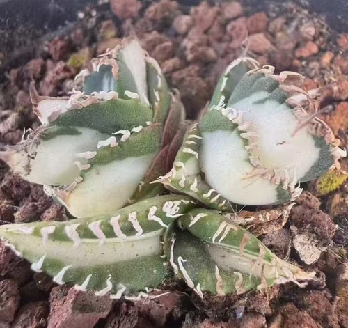 Vendita rara pianta agave - vendita,