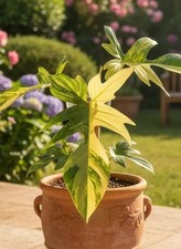 80001464 Philodendron Dragon