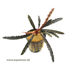Bucephalandra Alamanda Red -