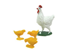 Gallina con Pulcini per
