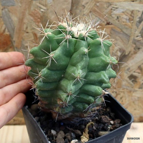Thelocactus leucacanthus vaso - thelocactus,