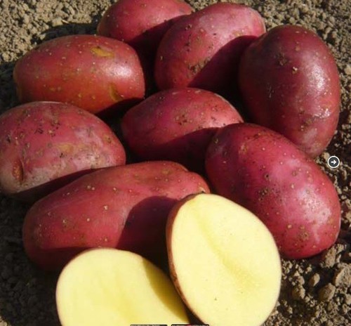 Lighthouse potato seeds g - potato, 0.02