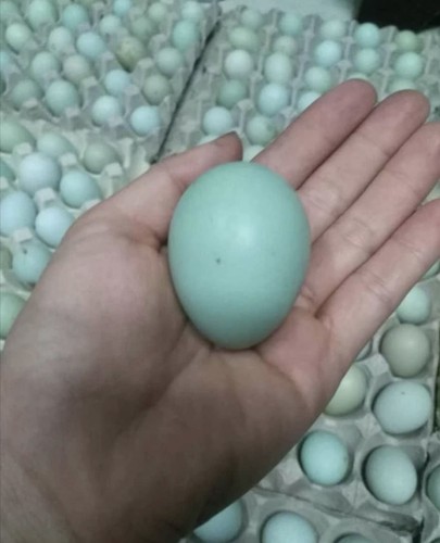 Uova fertili feconde - uova,