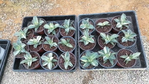 Vendita 1pz raro cactus agave - 1pz,