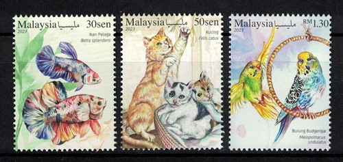 Malaysia 2023 pets gatto - pets, (gatto