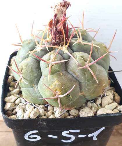 Thelocactus hexaedrophorus - , v