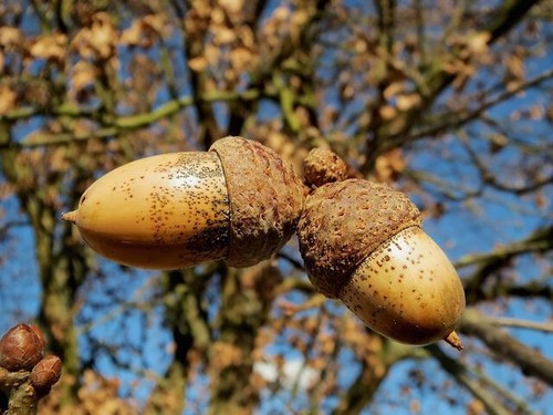 Semi quercia peduncolata - di,