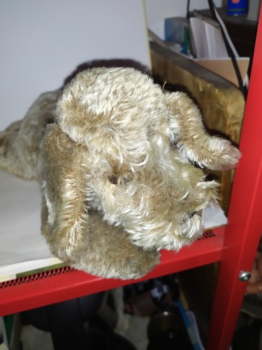 Vecchio floppy cane steiff - vecchio,
