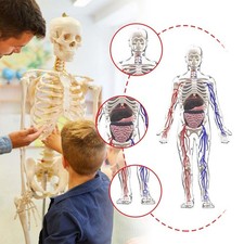 Modello del corpo umano per