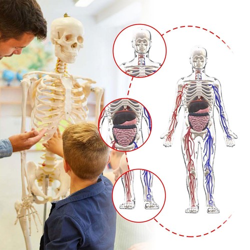 Modello del corpo umano - , per