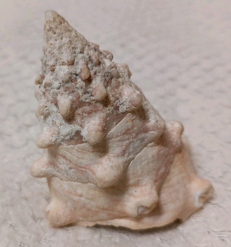 Shell grande tectus - grande, dentatus