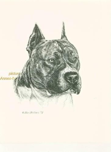 186 staff pit - pit, bull