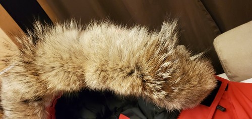 Nuovo grigio etichetta rosso - etichetta,
