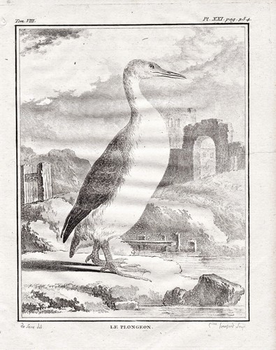 Seetaucher plongeon ocanard - seetaucher,