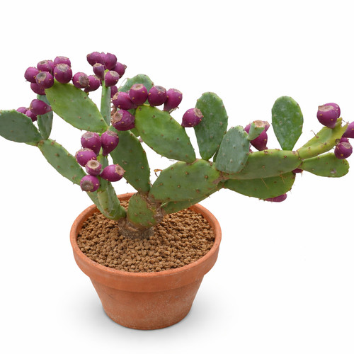 Opuntia balearica seeds - seeds,