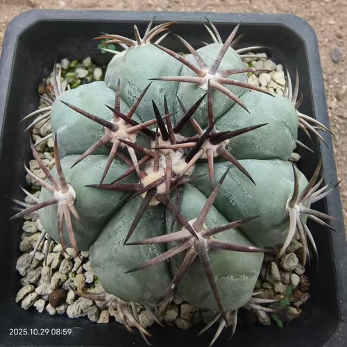 Raro cactus echinocactus - cactus,