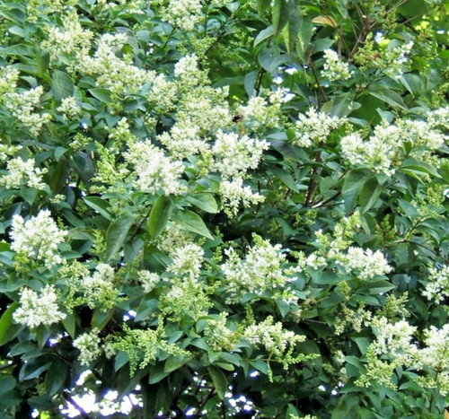 Ligustrum ovalifolium - ligustrum,