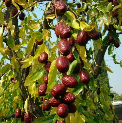 Ziziphus jujuba giuggiolo - jujuba,