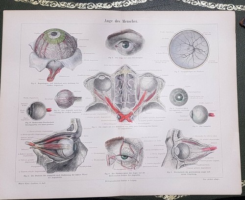 Litografia meyer 1880 circa - meyer,