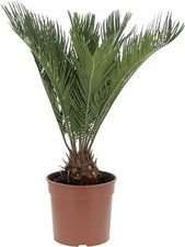 Cycas Revoluta - Palma Nana -
