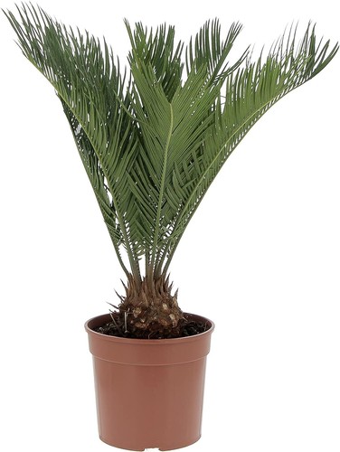 Cycas revoluta palma nana - -,