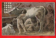 CASCELLA BASILIO - LA VACCA