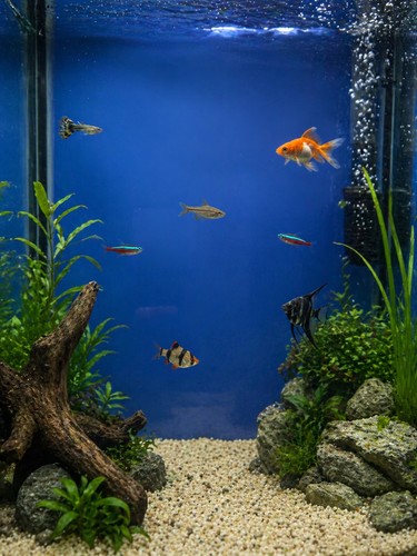 Fish tank background - fish,