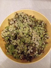 Ciotola di Salvinia