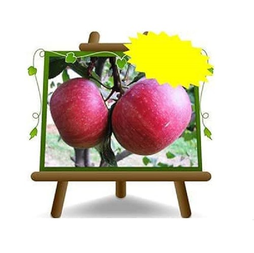 Meli annurca pianta frutto - meli,