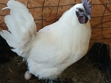 10 uova da cova, polli