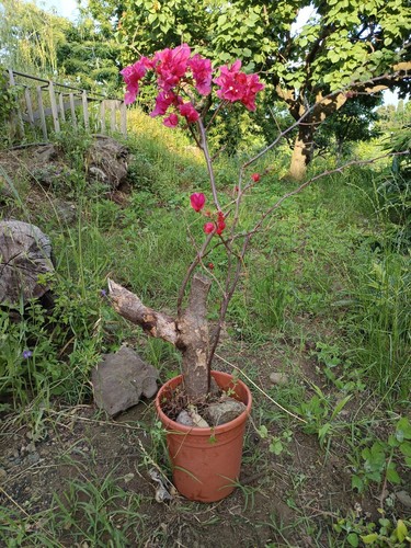 Bougainvillea bonsai vaso 25 - ,