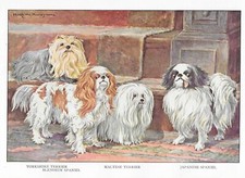 Yorkshire / Maltese Terrier -