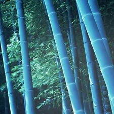 25 rari Semi di Bambù BLUE Gigante,Bamboo Phyllostachys Heterocycla,Bambusa 