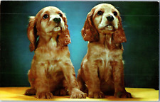 Cartolina Cuccioli Cocker