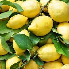 Pianta limone stagioni - di, 4