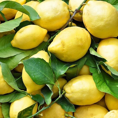 Pianta limone stagioni - 4,