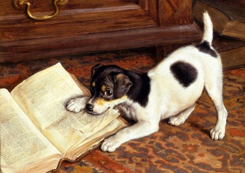 Jack russell terrier - jack,
