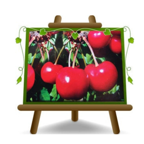 Ciliegio dolce zuccherina - dolce,