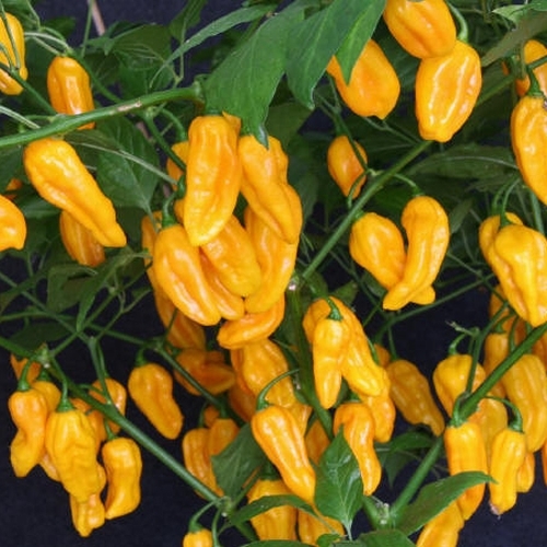 Fatali fatalii yellow - fatali, gelbe