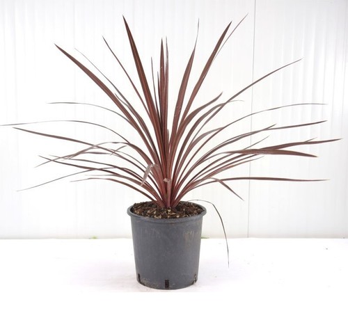 Dracena dracaena indivisa - dracaena, "indivisa