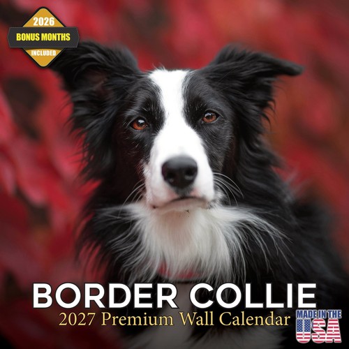 Calendario border collie - collie, 2027